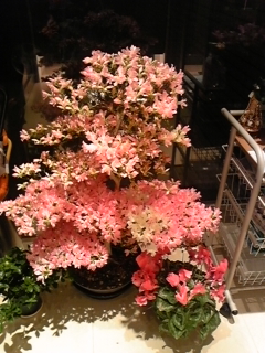 20130424info001.jpg